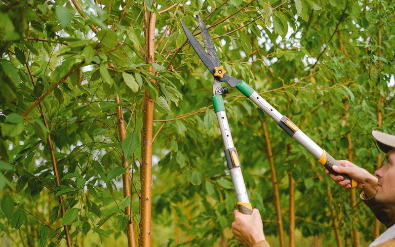 Tree trimming in Foster, OR